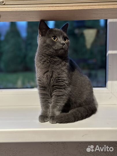 Отдам кота в добрые руки