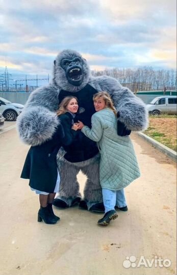 Поздравление от Гориллы, серая Горилла, Кинконг