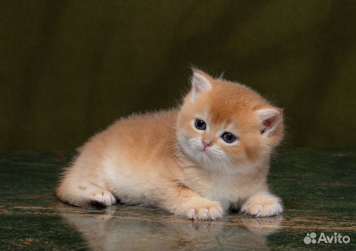 Золотая шиншилла вязка