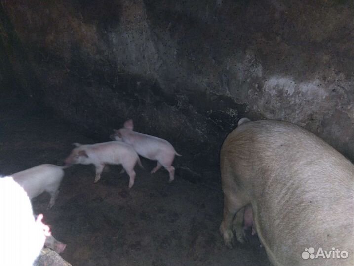 Поросята