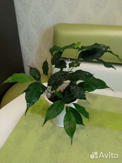 Фикус Бенджамина