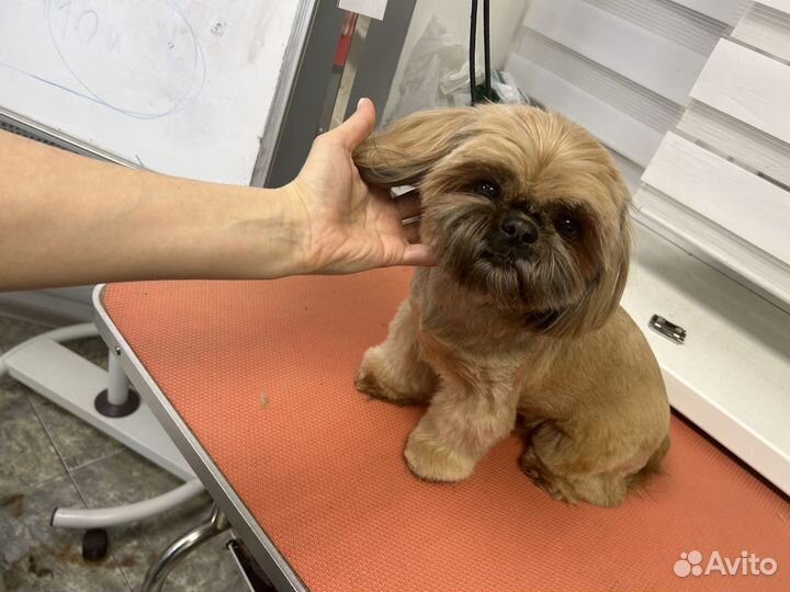 Грумер стрижка собак