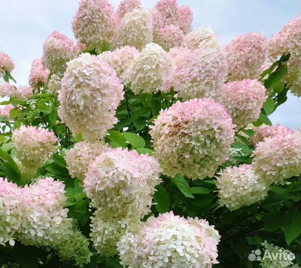Гортензия саженцы Фантом, Лаймлайт, Пикачу