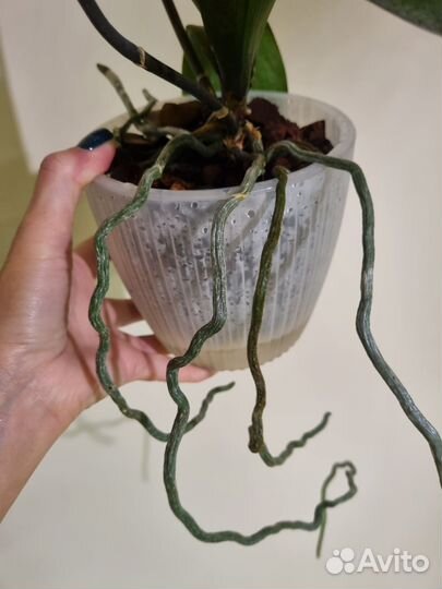 Орхидея фаленопсис Бинти (Binti) пелор