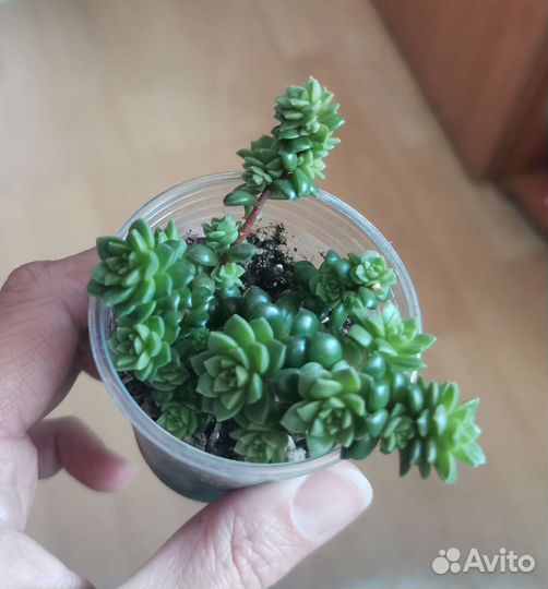 Суккулент кремноседум литл джем