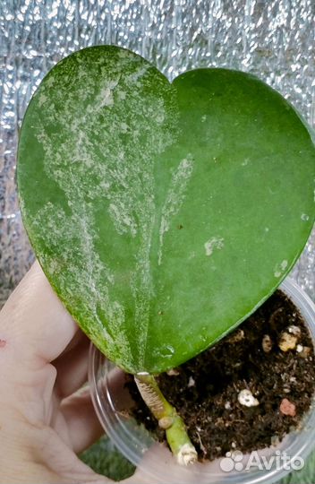 Хойя Денисси фрида