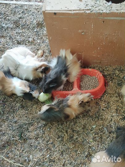 Морская свинка