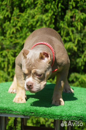 Очень красивая девочка американский булли