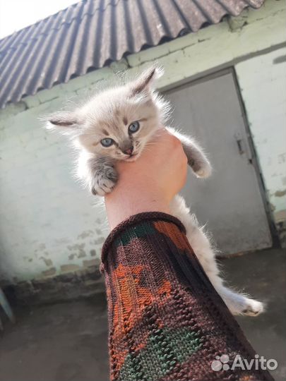 Котят в добрые руки