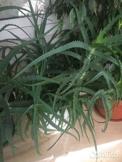 Комнатные растения