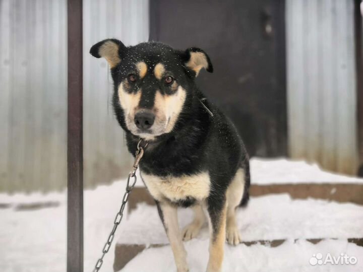 Восточноевропейская овчарка