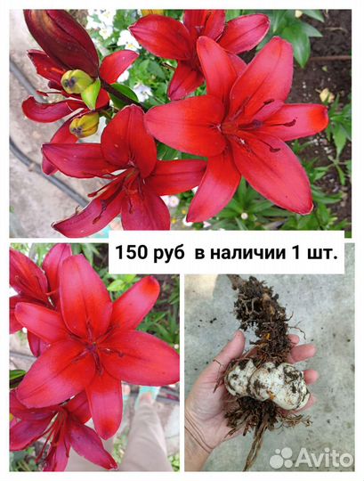 Лилии,лилейник