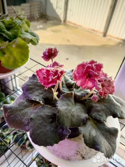 Фиалка коралловые рифы