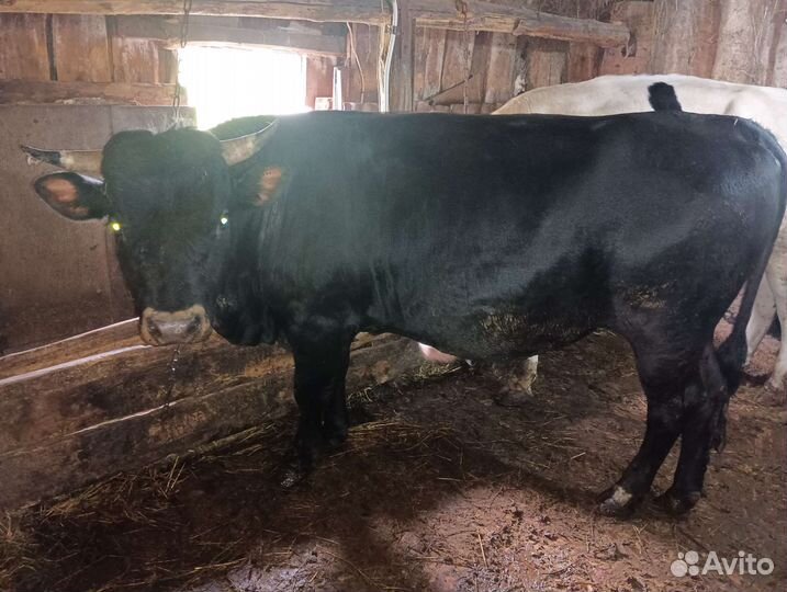 Быки на племя
