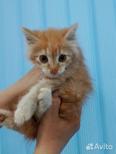 Котеночек ждет вас