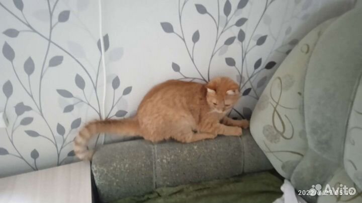 Передержка животных. Зооняня. Доггситер