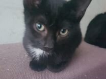 Котенок чёрный в приюте 2.5мес
