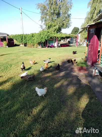 Куры молодки