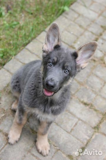 Голубая овчарка