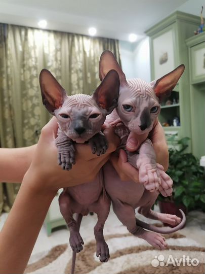 Донской сфинкс котята