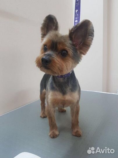 Стрижка собак