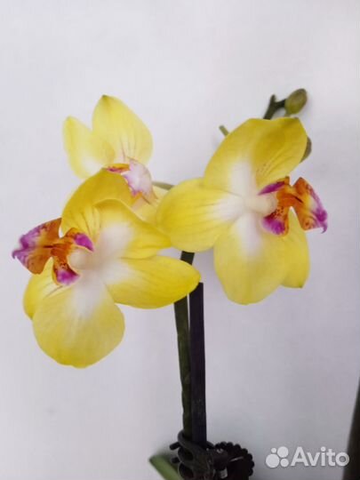 Орхидея Ароматная Сладкая девочка. Цветёт. 2.5
