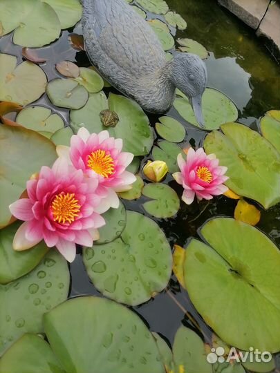 Водная Лилия, нимфея