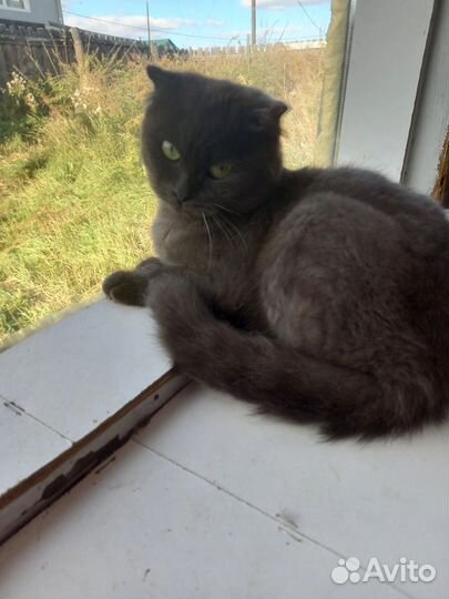 Шотландская