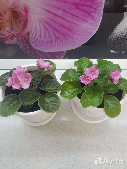 Фиалки цветущие