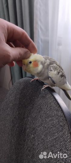 Попугай корелла ручной