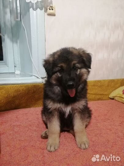 Щенок в добрые руки бесплатно