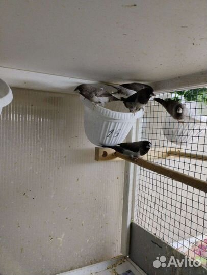 Японские амадины