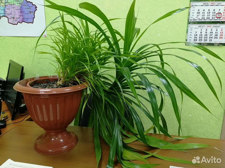 Комнатные цветы панданус