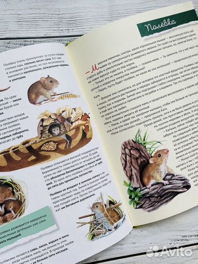 Кто где живет. Звери и птицы