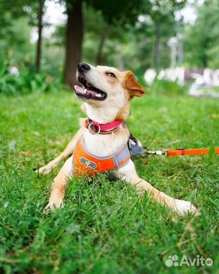 Мишелька - озорная и смешная собачка ищет дом