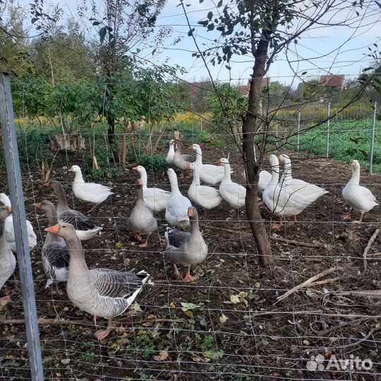 Гуси Губернаторские и Шадринские