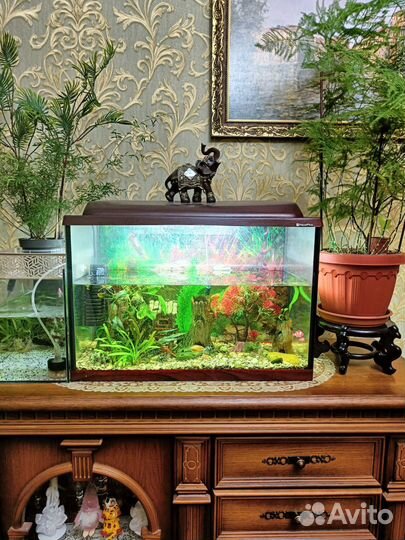 Аквариум с рыбками