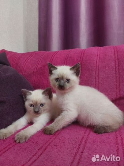 Котята сиамцы
