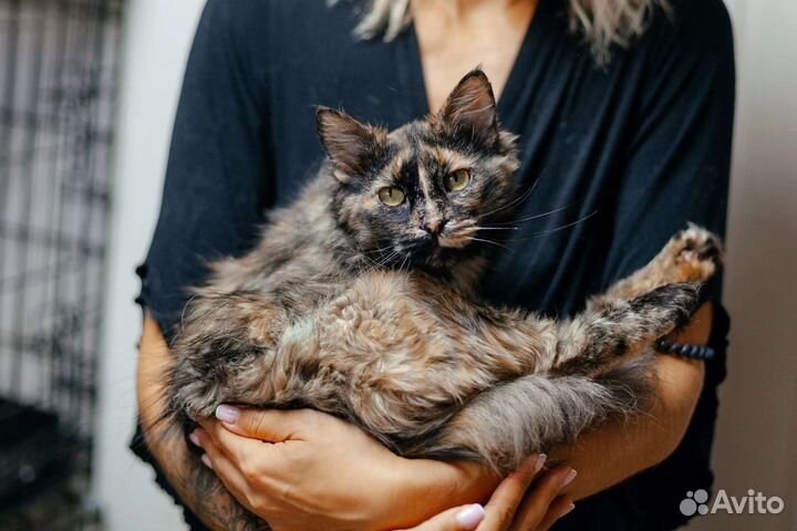 Кошка Люся ищет дом