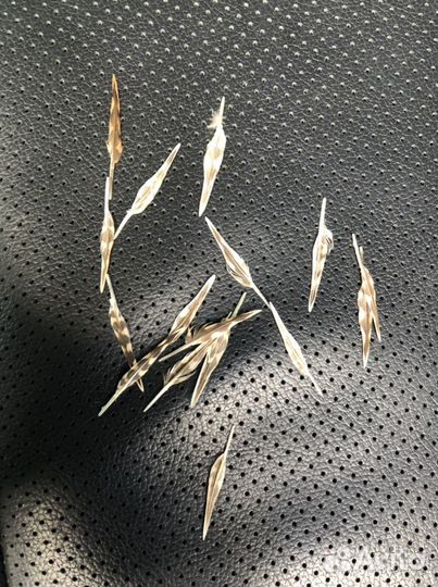 Живописное перо вальдшнепа