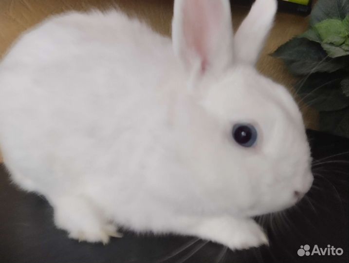 Вязка Белый Гермелин