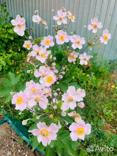 Анимона японская