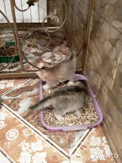 Британские котята шиншилы