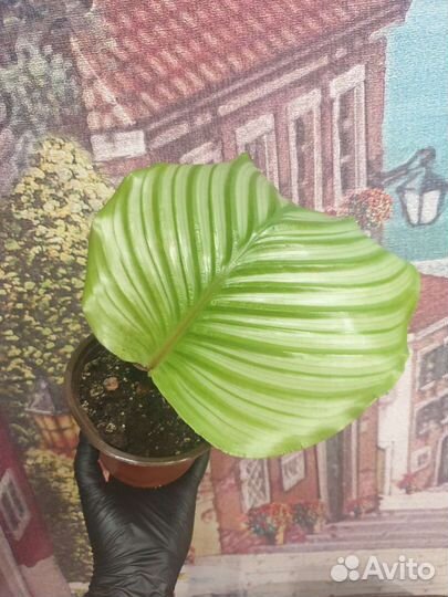 Калатея орбифолия