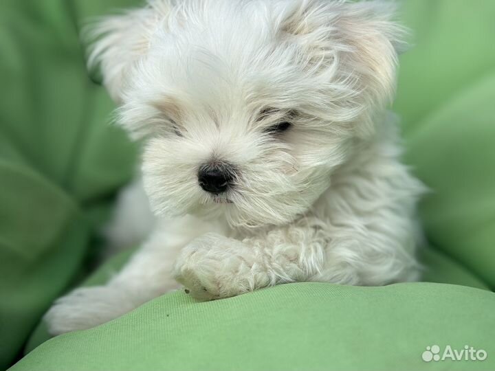 Мальтезе мальчик РКФ