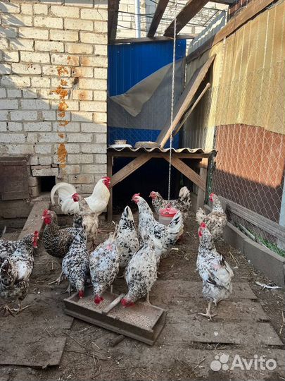 Куры петухи