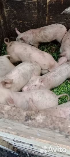 Поросята