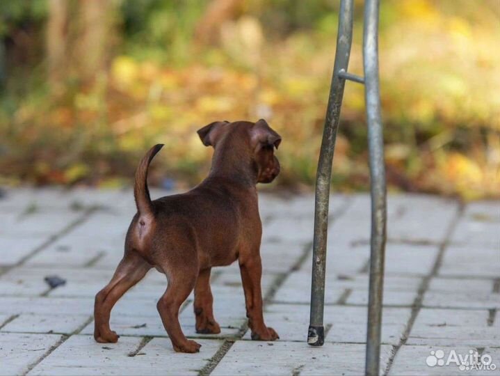 Классные щенки карликовый пинчер