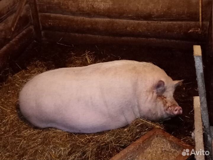 Вьетнамские поросята