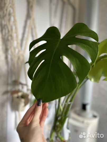 Монстера делициоза